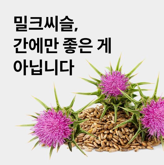 간에 좋은 영양제 밀크시슬 추천 꼭 확인하세요!